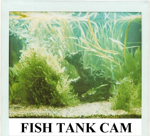 Click for fish tank cam